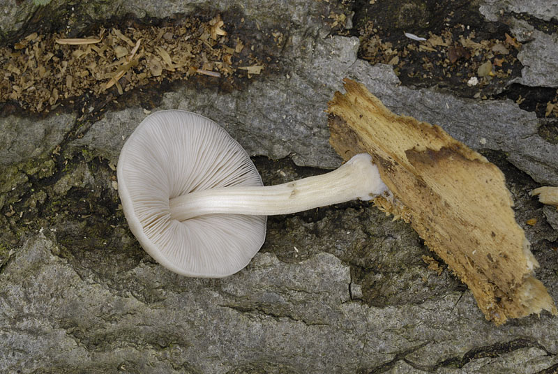 Pluteus plautus